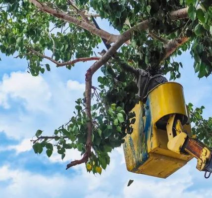 Best Tree Service Auburn for Safe Tree Removal and Pruning