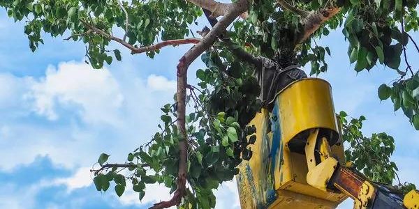Best Tree Service Auburn for Safe Tree Removal and Pruning