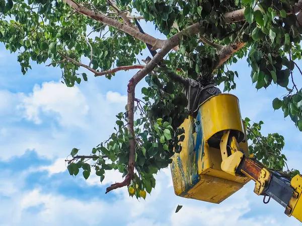Best Tree Service Auburn for Safe Tree Removal and Pruning
